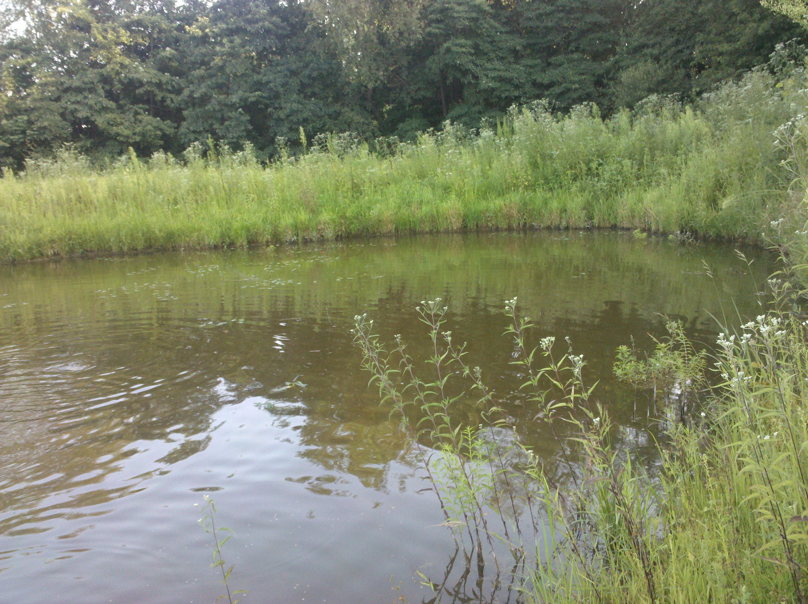 Attached picture pond weed.jpg